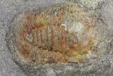 Two Pelagic Trilobite (Cyclopyge) Fossils - El El Kaid Rami, Morocco #165836-2